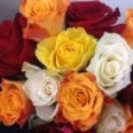 Roses - Mixed