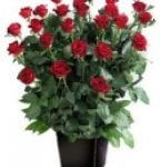 Red Roses x 24