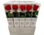 SINGLE PRESERVED FOR LIFE ROSE